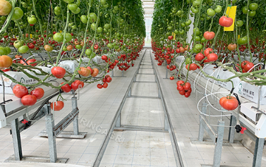 Notre serre à tomates installe des rideaux mouillés