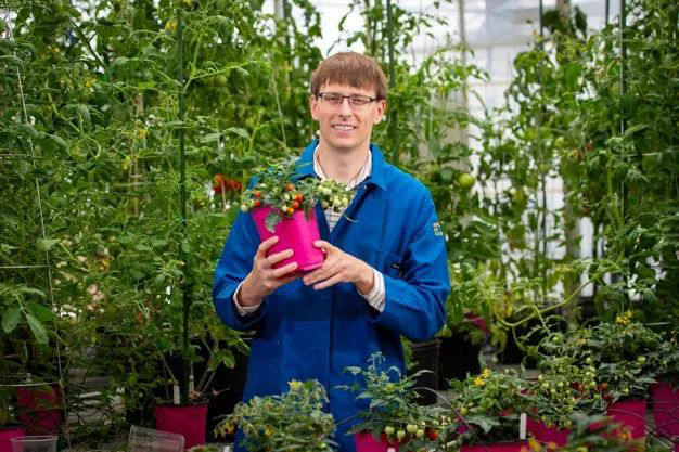 Les premières tomates cultivées dans l'espace devraient être récoltées début 2025