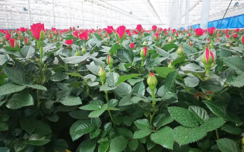 Nouvelle révolution dans les serres agricoles: le système Internet des objets inaugure une nouvelle ère de plantation intelligente