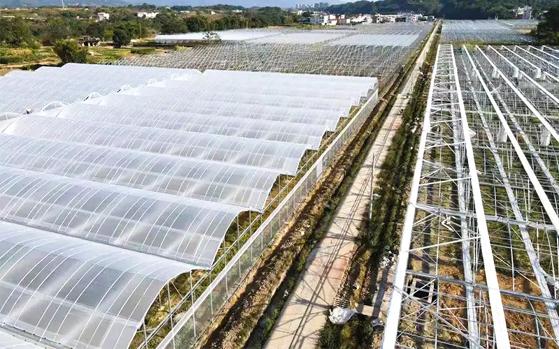 Explorez la serre en plastique ventilé pour augmenter la production et résoudre le problème de la température élevée