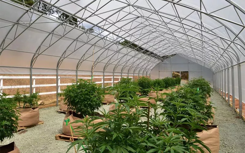 Greenhouse du film de cannabis médical: un changement de jeu dans l'industrie
