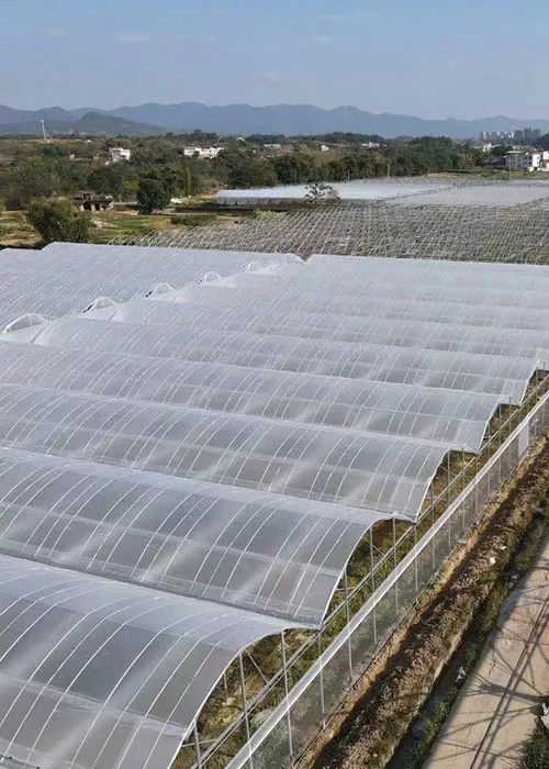 Serre de concombres et de tomates