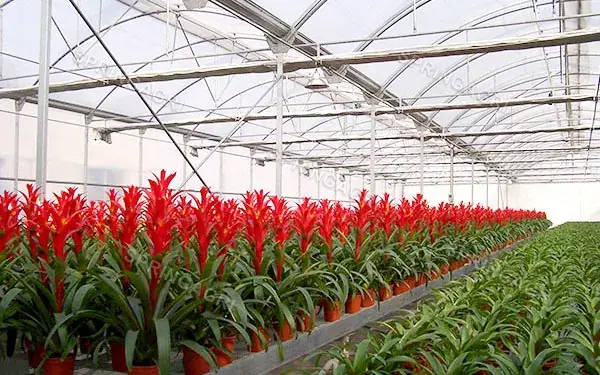 Serre chaude de feuille de plastique de Multispan de fleur