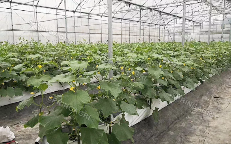 Serres agricoles à plusieurs travées pour équipements de culture hydroponique
