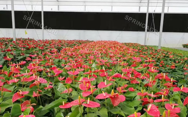 Serre d'Anthurium multispan à vendre