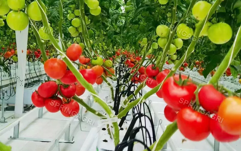 Serre chaude en plastique de tomate de Multispan