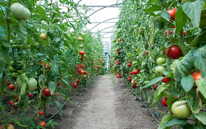 Serre chaude en plastique de tomate de Multispan