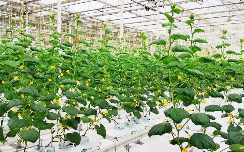 Serre chaude en verre de légume et de fruit de Multispan