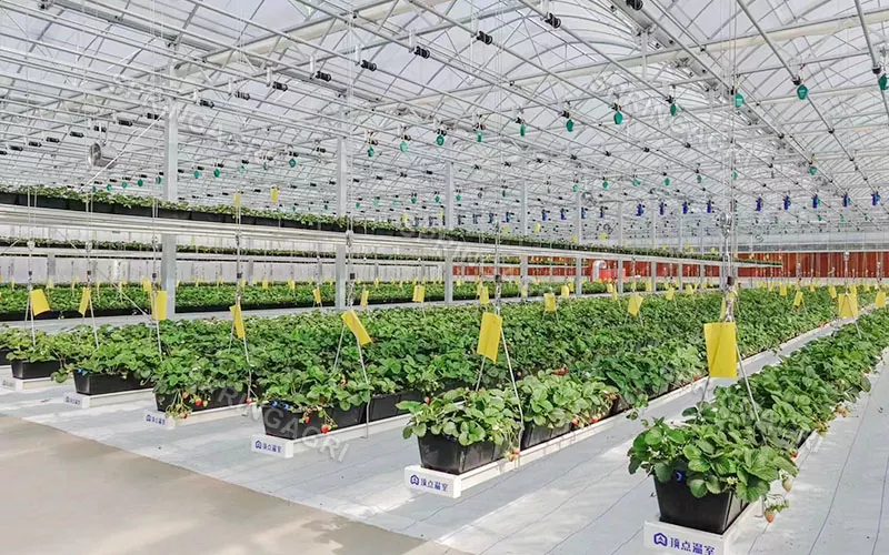 Serre de fraises en plastique multi-envergure pour l'agriculture